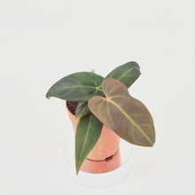 DocBlock Anthurium Dark & Handsome® '9' X Dark & Handsome® '9' *3
