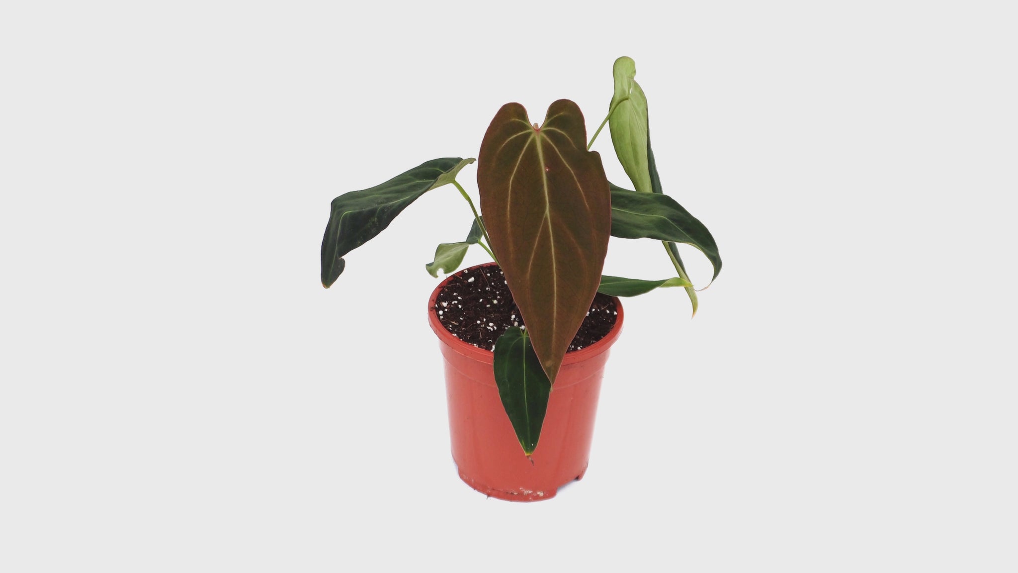 DocBlock Anthurium Black Widow® '43' X Black Widow® '13' *1