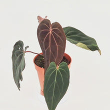 DocBlock Anthurium Black Widow® '43' X Red Velvet Cake® '24' *5