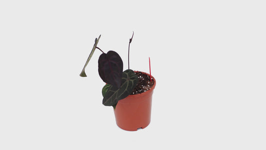 DocBlock Anthurium Red Velvet Cake® '24' X Black Widow® '13' *1