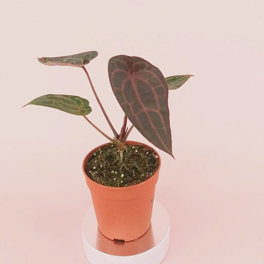 DocBlock Anthurium Home, Sweet Home® '32' X Red Velvet Cake® '24' *1