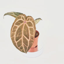 DocBlock Anthurium Crystallinum® '8' x Zara® '12 *3