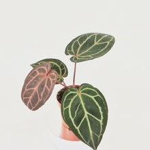 DocBlock Anthurium Crystallinum® '8' x Zara® '12 *2