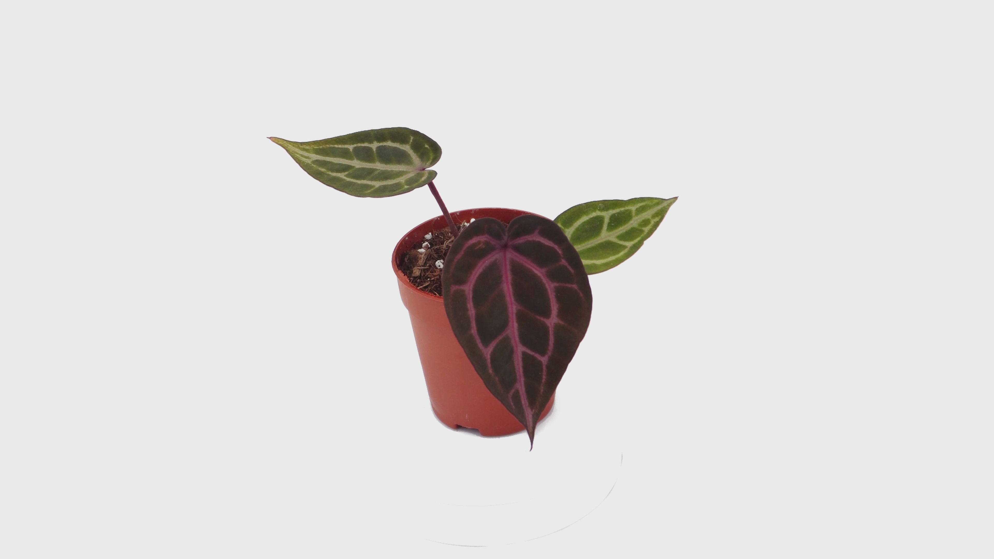Selected DocBlock Anthurium Zara® '31' X Crystal Red® '12' *1