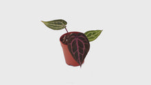 Selected DocBlock Anthurium Zara® '31' X Crystal Red® '12' *1