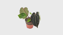 DocBlock Anthurium Michelle® '1' × Black Widow® '13' *1