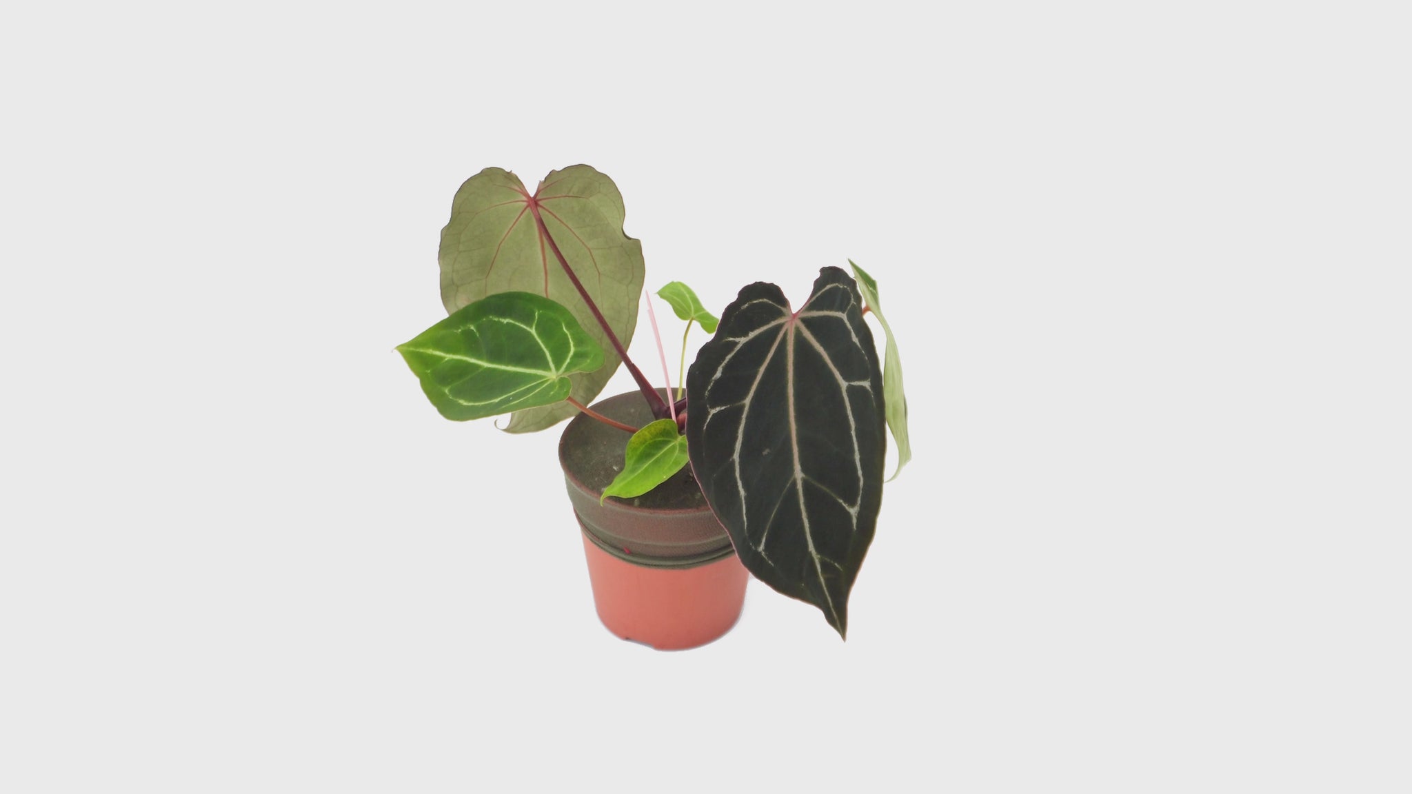 DocBlock Anthurium Michelle® '1' × Black Widow® '13' *1