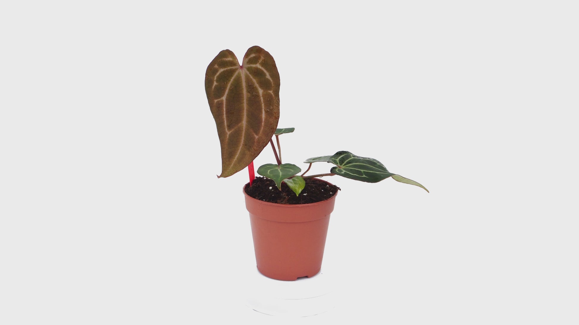 DocBlock Anthurium Michelle® '1' X Black Widow® '13' *5