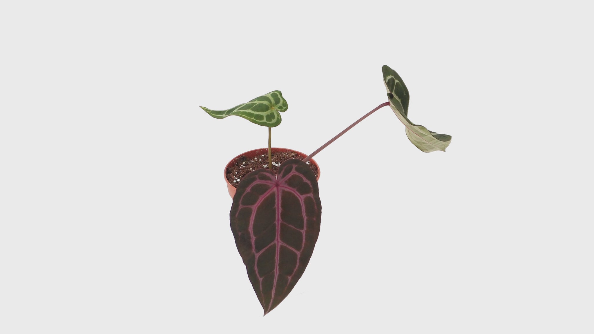 DocBlock Anthurium Minerva® '20' × Michelle Long® '22' *2
