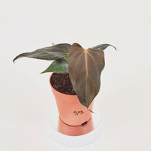 DocBlock Anthurium Dark & Handsome® '9' X Dark & Handsome® '9' *4