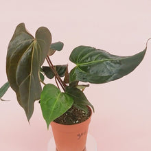 DocBlock Anthurium Dark & Handsome® '9' X Black Widow® '13' *2
