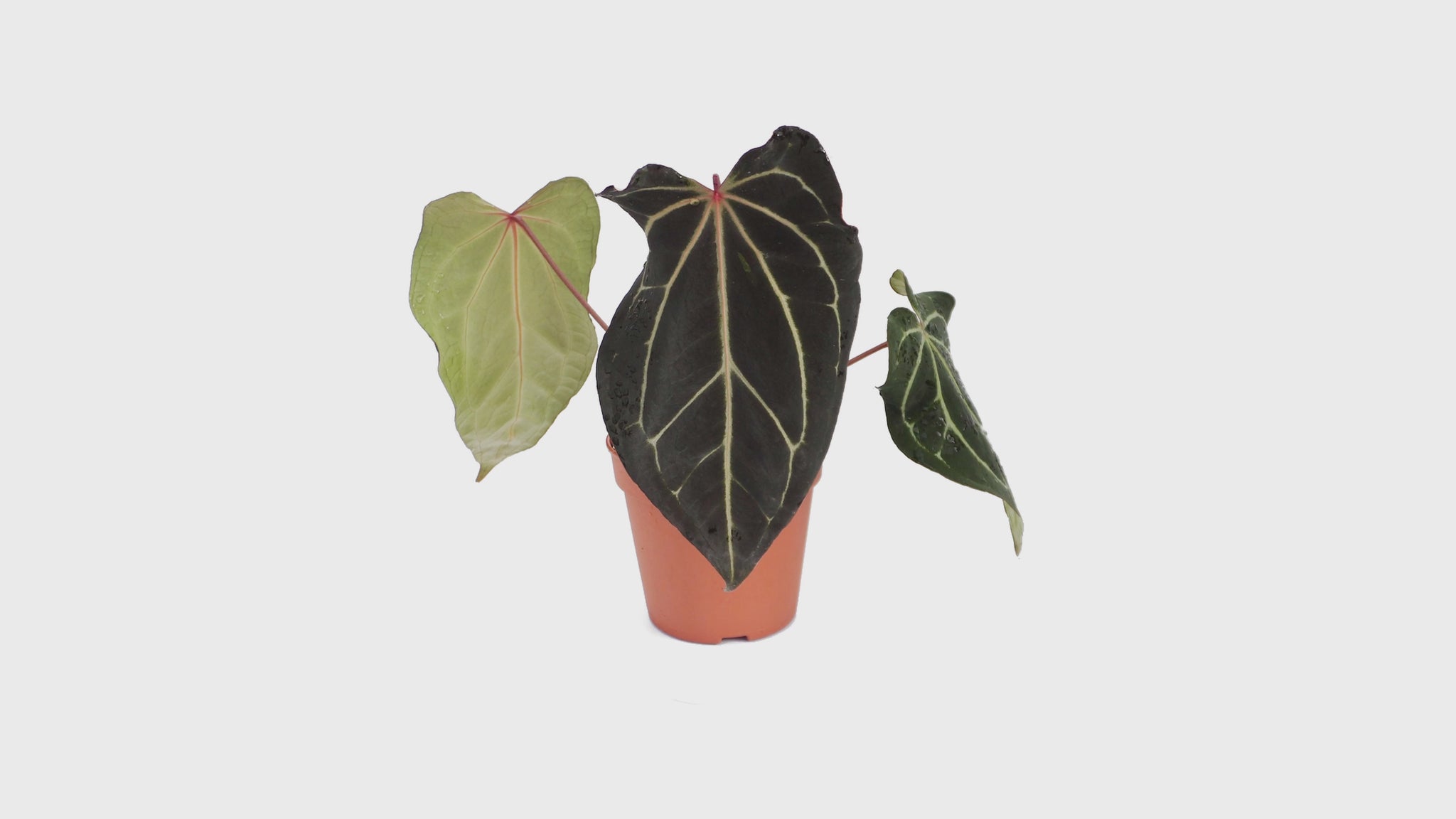 DocBlock Anthurium Black Widow® '13' X Red Velvet Cake® '24' *1