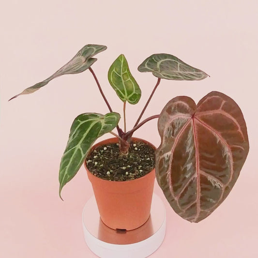DocBlock Anthurium Home, Sweet Home® '32' X Red Velvet Cake® '24' *5