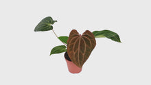 DocBlock Anthurium Michelle® '1' X Black Widow® '13' *3