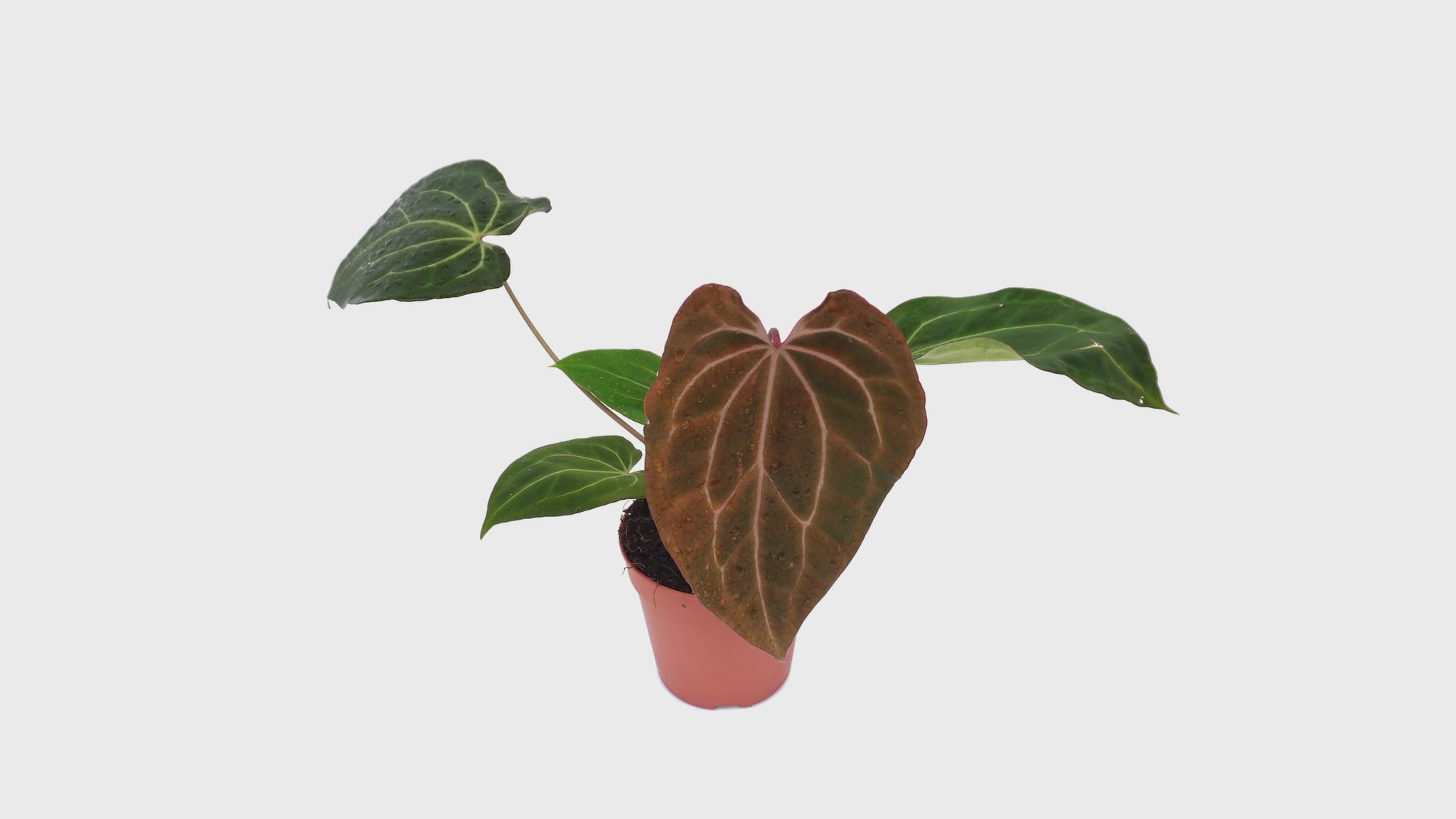 DocBlock Anthurium Michelle® '1' X Black Widow® '13' *3