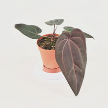 DocBlock Anthurium Minerva® '20' X Red Velvet Cake® '24' *7