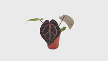 Selected DocBlock Anthurium Zara® '31' X Crystal Red® '12' *2