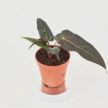 DocBlock Anthurium Dark & Handsome® '9' X Dark & Handsome® '9' *5