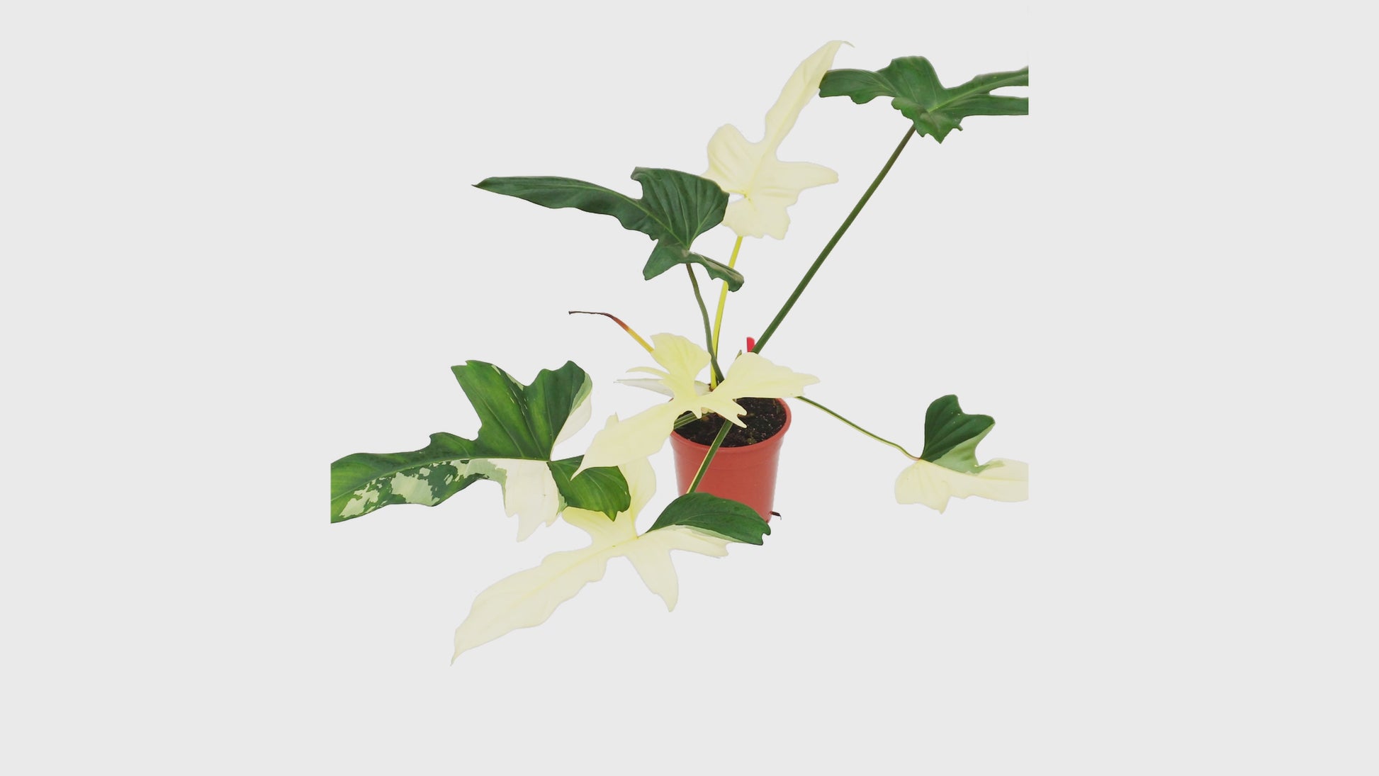 Philodendron Golden Dragon Variegata *1