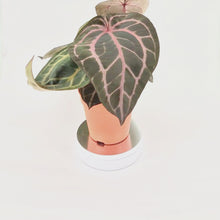 DocBlock Anthurium Zara® '33' X Home, Sweet Home® '32' *3