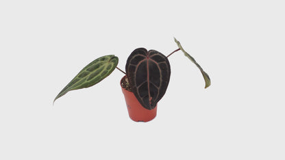 Selected DocBlock Anthurium Brown Derby® '39' X Zara® '31' *1