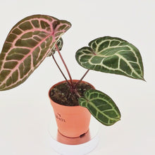 DocBlock Anthurium Zara® '33' X Home, Sweet Home® '32' *4