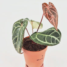 DocBlock Anthurium Orange® '26' X Michelle® '23' *2
