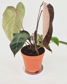 DocBlock Anthurium Black Widow® '43' X Red Velvet Cake® '24' *1