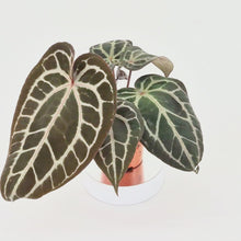 DocBlock Anthurium Minerva® '20' X Michelle® '10' *3