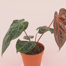 DocBlock Anthurium Zara® '29' X Purple Rain® '27' *1
