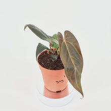 DocBlock Anthurium Dark & Handsome® '9' X Dark & Handsome® '9' *1