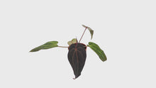 Selected DocBlock Anthurium Dark & Handsome® '9' X Minerva® '20' *1
