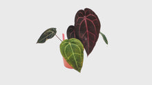 DocBlock Anthurium Home, Sweet Home® '32' X Crystal Red® '12' *1