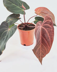 DocBlock Anthurium Dark & Handsome® '9' X Red Velvet Cake® '24' *1