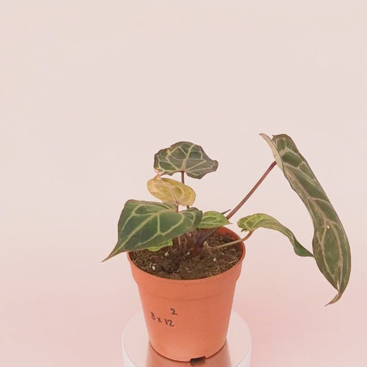 DocBlock Anthurium Crystallinum® '8' x Zara® '12' Variegata *2