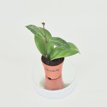 Hoya Crocodile *1