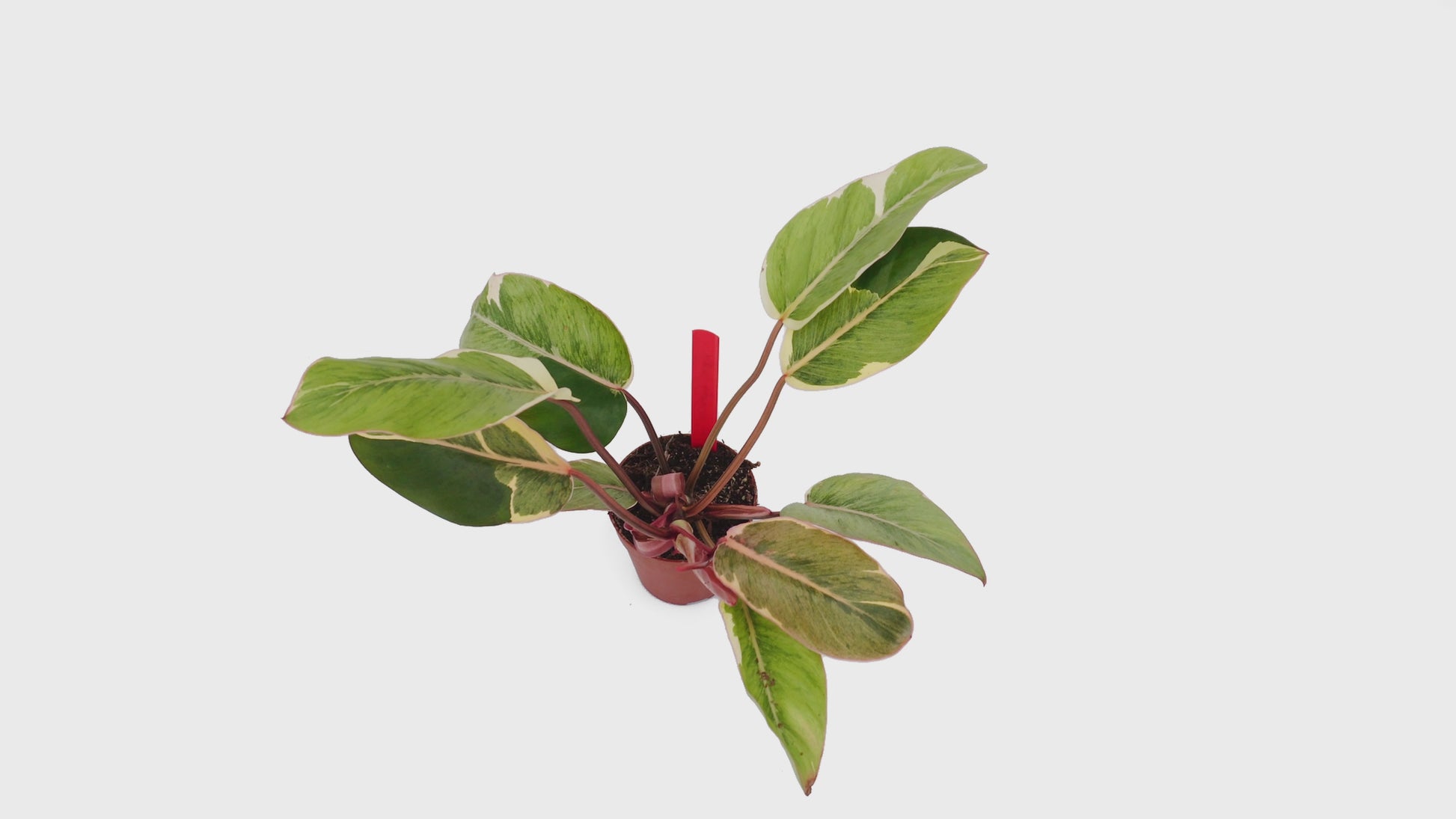 Philodendron Shady Lady *1