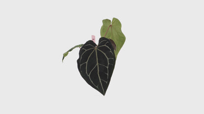 Ausgewählte DocBlock-Anthurium Michelle® '1' X Black Widow® '13' *2