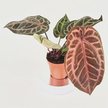 DocBlock Anthurium Michelle® '1' X DocBlock Zara® '3' *3