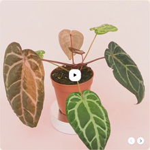 DocBlock Anthurium Zara® '3' X Zara® Variegata '33 *1