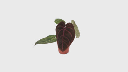 DocBlock Anthurium Dark & Handsome® '9' X Zara® '14' *2