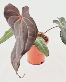 DocBlock Anthurium Dark & Handsome® '9' X Red Velvet Cake® '24' *5