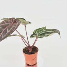 DocBlock Anthurium Michelle® '1' X DocBlock Zara® '3' *1