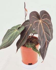 DocBlock Anthurium Dark & Handsome® '9' X Red Velvet Cake® '24' *2