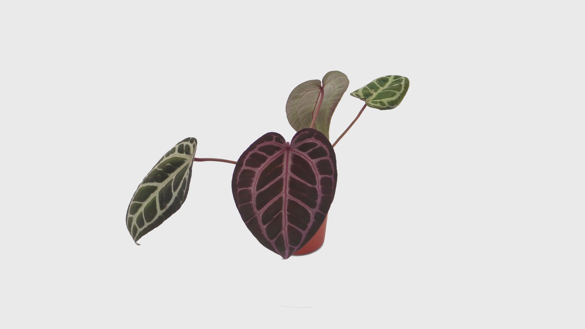 DocBlock Anthurium Thor's Lightning® '30' X Home, Sweet Home® '32'