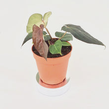 DocBlock Anthurium Black Widow® '43' X Red Velvet Cake® '24' *3