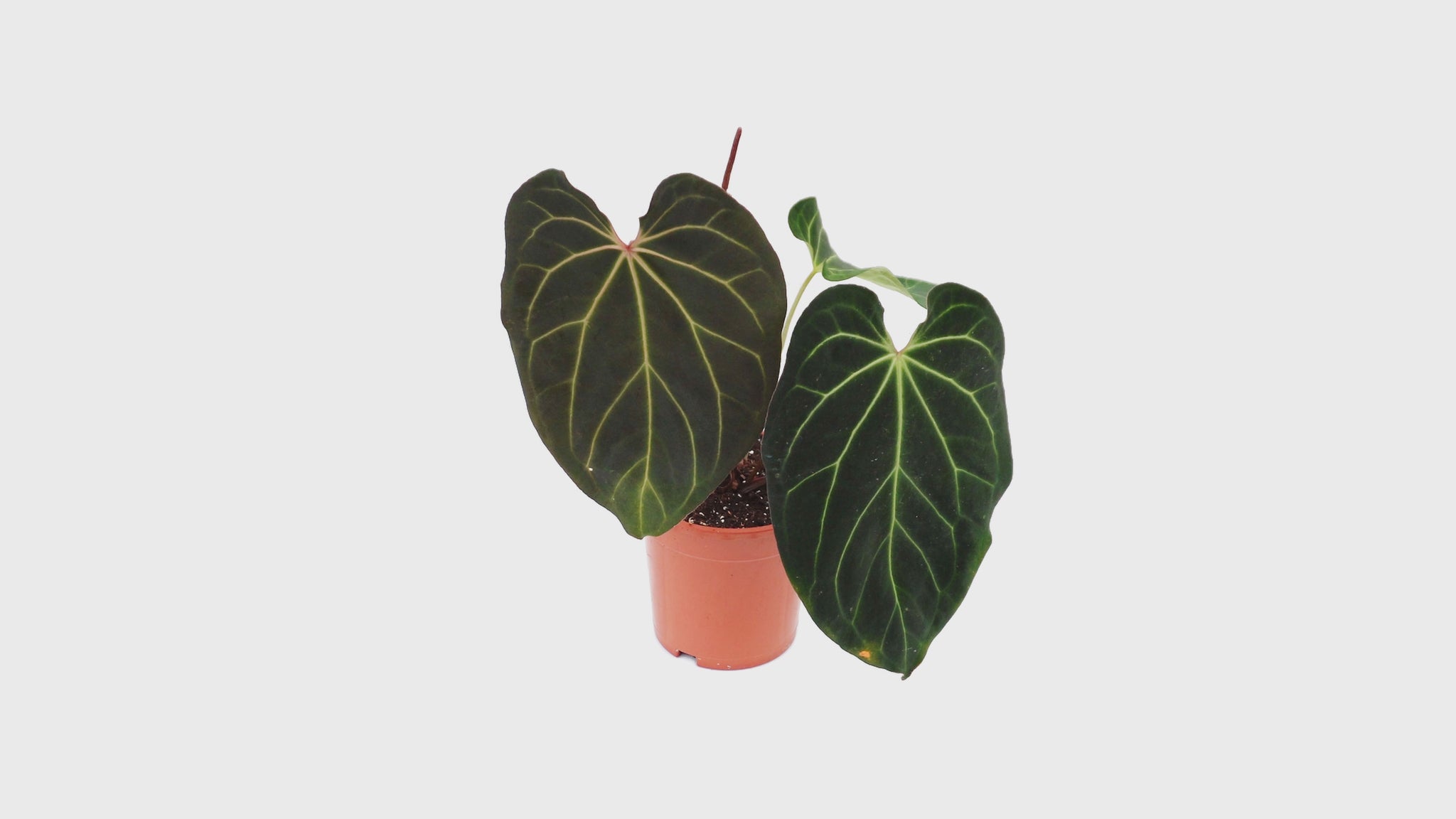 DocBlock Anthurium Black Widow® '43' X Black Widow® '13' *3
