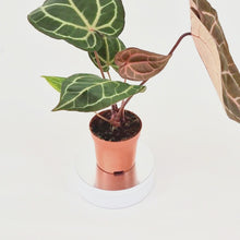 DocBlock Anthurium Zara® '33' X Brown Derby® '29' *1