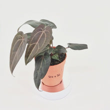 DocBlock Anthurium Red Velvet Cake® '24' X Home Sweet Home® '32' *1