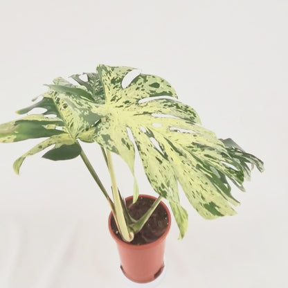 Monstera Vietciosa